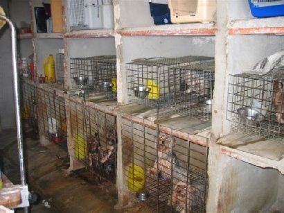 http://www.tieronline.org/Vorurteile/tieronline_massenzucht.jpg